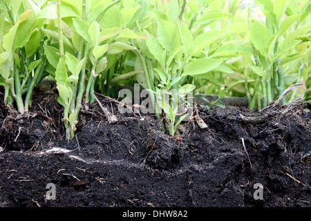 The many seedlings for planting starting to show the ground and the tree roots. Stock Photo