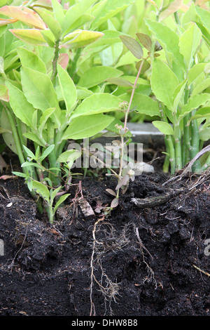 The seedlings for planting starting to show the ground and the tree roots. Stock Photo