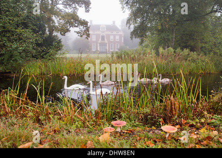 Netherlands, 's-Graveland. Rural estate called Hilverbeek. Mute swans, couple and young in canal. Foreground fly fungi, Fly agaric. Stock Photo