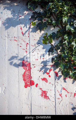 blood stained wall,splatter,paint,ivy Stock Photo