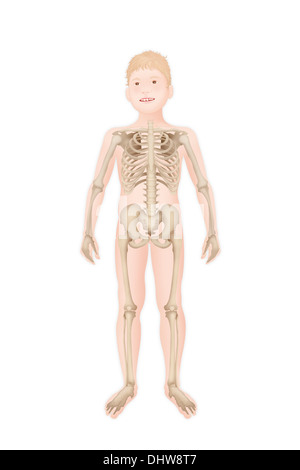 SKELETON, ILLUSTRATION Stock Photo