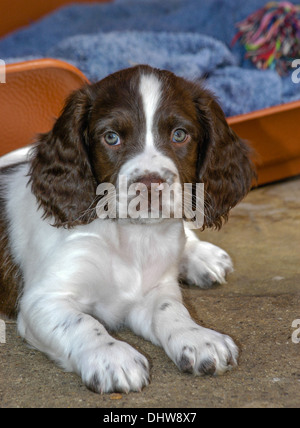 An English Springer Spaniel pup, eight weeks old, sat in front of her basket - portrait