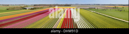 Netherlands, Krabbendam. Panoramic view of flowering tulip fields. Aerial view Stock Photo