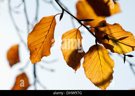 Wimbledon London, UK. 15th November 2013.  Backlit leaves from the sun on an autumn day in Wimbledon Common Credit:  amer ghazzal/Alamy Live News Stock Photo