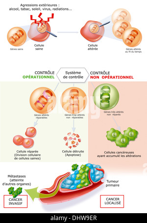 Cancer cell and T cell, illustration Stock Photo - Alamy