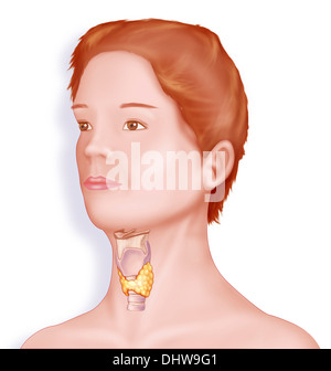 LARYNX, DRAWING Stock Photo