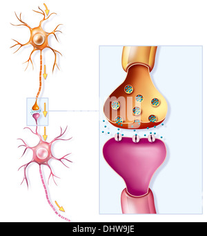 NERVE IMPULSE, DRAWING Stock Photo