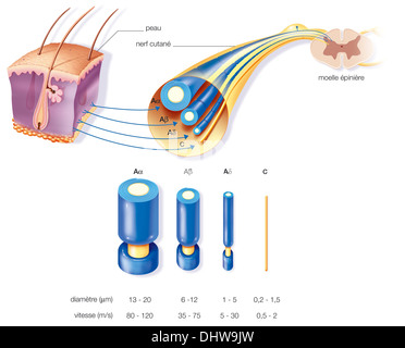 NERVE FIBER, DRAWING Stock Photo