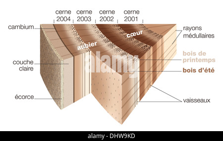 TREE TRUNK, ILLUSTRATION Stock Photo