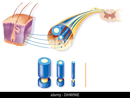 NERVE FIBER, DRAWING Stock Photo