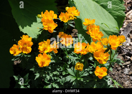 Globe flowers Stock Photo
