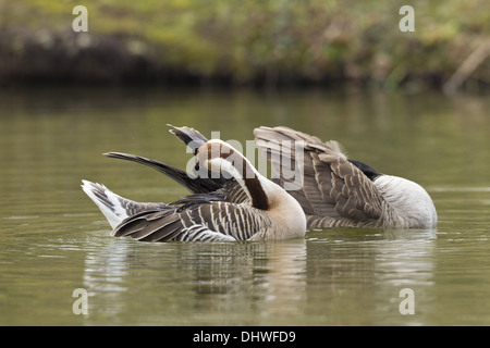 Swan Goose (Anser cygnoides) Stock Photo