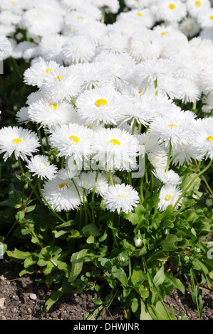 Daisies Stock Photo