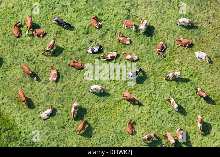 Netherlands, Westbroek, cows in meadow ruminating. Aerial Stock Photo