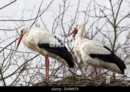 Two White Storks (Ciconia ciconia) walking together in a meadow while ...