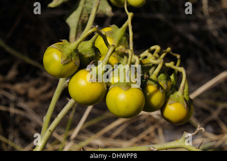 Silver-Leaf Nightshade fruit Stock Photo