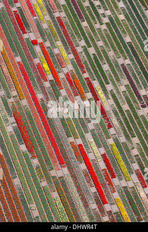 Netherlands, Lisse, fields of tulips, aerial Stock Photo