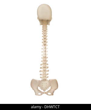 SPINAL COLUMN, ANATOMY Stock Photo