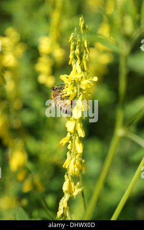 Yellow Clover Stock Photo