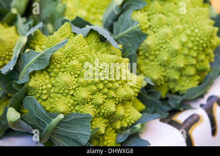 Romanesco Cauliflower Stock Photo