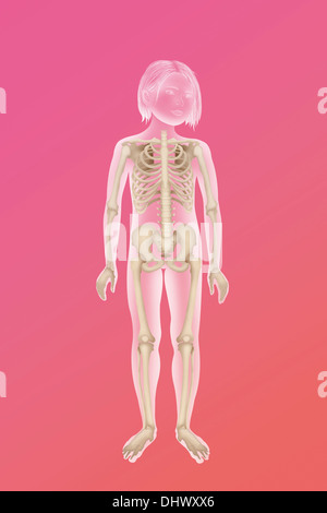 SKELETON, ILLUSTRATION Stock Photo