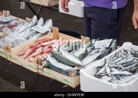 ◇Fish Market◇２２×２０×１５◇ ◇ Shimizu Fish Market Kashinoichi (2025) - All You Need to