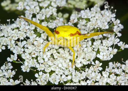 Misumena vatia, Goldenrod Crab Spider Stock Photo