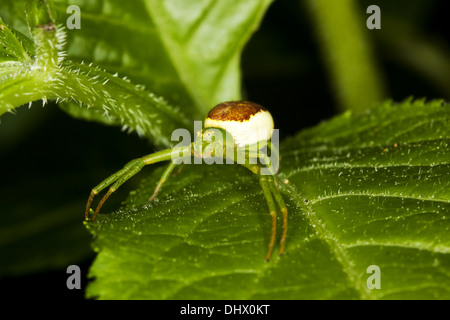 Diaea dorsata, Green Crab Spider Stock Photo - Alamy