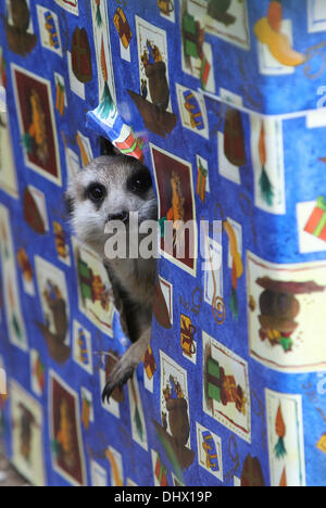 Rhenen, The Netherlands. 15th Nov, 2013. A meerkat sits in a Christmas box at the Ouwehands Zoo in Rhenen, The Netherlands, 15 November 2013. The animals of the Dutch animal park got their Santa Claus gifts beforethe feast. The tigers, lions and meerkats of Ouwehand Zoo found the presents in their enclosure filled with snacks. Photo: VidiPhoto/dpa - -/dpa/Alamy Live News Stock Photo