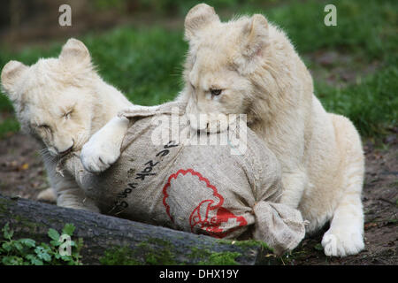 Rhenen, The Netherlands. 15th Nov, 2013. White lions play with a Christmas present at the Ouwehands Zoo in Rhenen, The Netherlands, 15 November 2013. The animals of the Dutch animal park got their Santa Claus gifts beforethe feast. The tigers, lions and meerkats of Ouwehand Zoo found the presents in their enclosure filled with snacks. Photo: VidiPhoto/dpa - - NO WIRE SERVICE/dpa/Alamy Live News Stock Photo