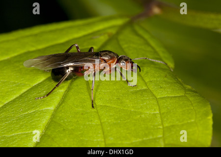 Formica pratensis, Queen, Red Wood Ant Stock Photo