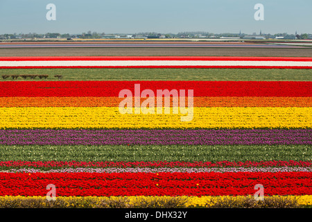 Netherlands, Lisse, Tulip fields. High angle view from Keukenhof gardens Stock Photo