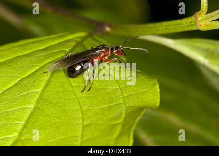 Formica pratensis, Queen, Red Wood Ant Stock Photo