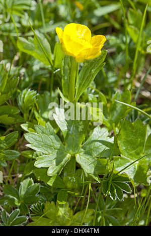 Ranunculus montanus, Mountain Buttercup Stock Photo