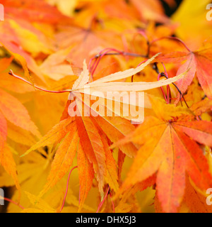 fallen golden maple leaf in Autumn  Jane Ann Butler Photography  JABP963 Stock Photo