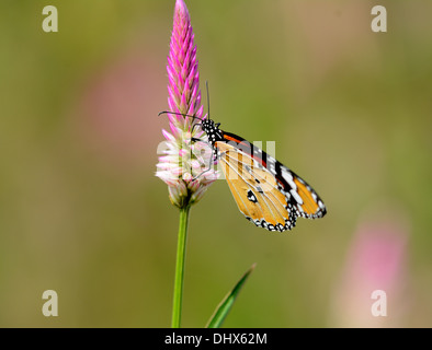 beautiful Plain Tiger butterfly (Danaus chrysippus) at flower garden Stock Photo