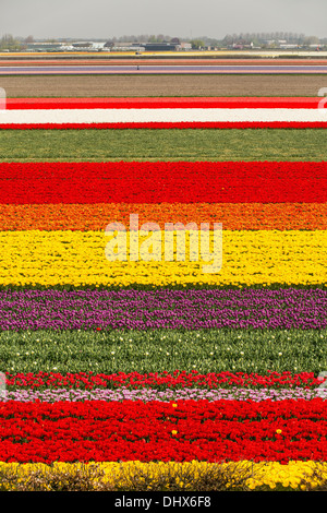 Netherlands, Lisse, Tulip fields. High angle view from Keukenhof gardens Stock Photo