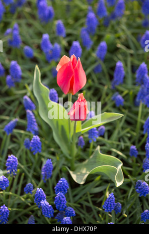 Netherlands, Lisse, Keukenhof gardens. Tulips and grape hyacinths Stock Photo