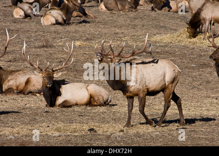 A bull Rocky Mountain Elk bugles to the rest of the herd at the Oak Creek Wildlife Area near Naches, Washington. Stock Photo