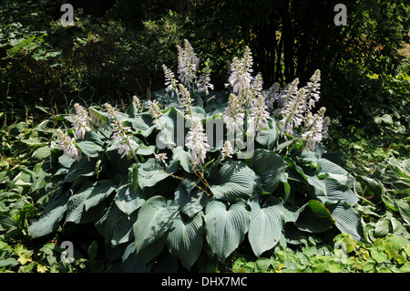 Hosta Stock Photo