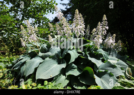Hosta Stock Photo