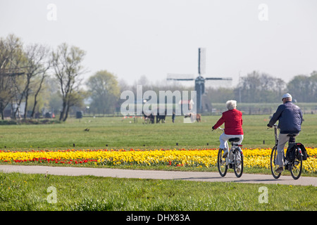 Netherlands, Noordwijk, Tulip fields in front of horses and windmill. Senior couple cycling. Two women walking with dog Stock Photo