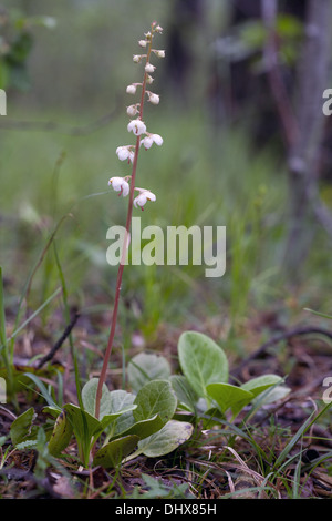 Pyrola rotundifolia, Round-leaved Wintergreen Stock Photo
