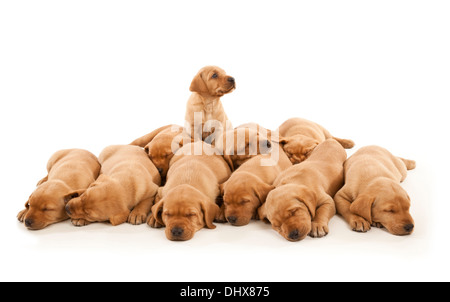 Ten Labrador puppies Stock Photo