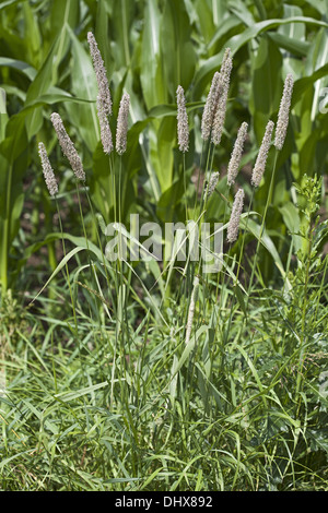 Phleum pratense, Timothy-Grass Stock Photo