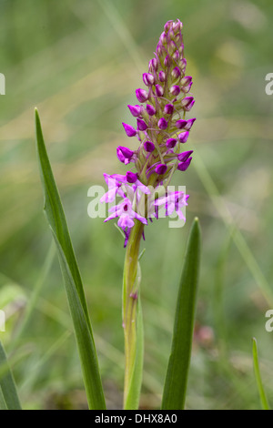 Gymnadenia conopsea, Fragrant Orchid Stock Photo