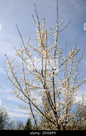Cherry plum Stock Photo