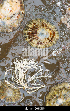 Limpets clinging to rock in Kimmeridge Bay marine reserve Dorset Stock Photo