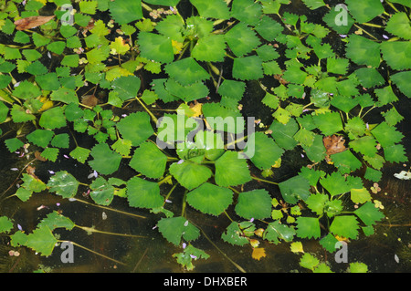 Water chestnut Stock Photo