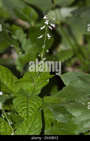 Circea lutetiana, Enchanter's Nightshade Stock Photo